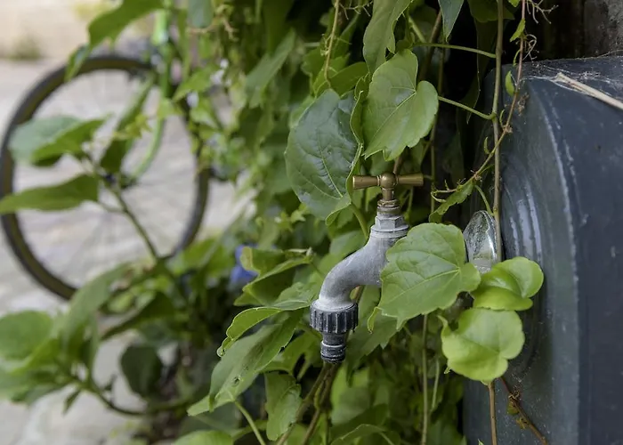 La Parenthese Du Rond Royal